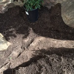 Buried rock at Home Demonstration Garden