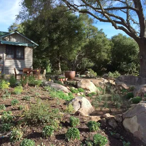 Initial planting at Water Wise Home Garden