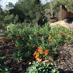 Initial planting at Water Wise Home Garden