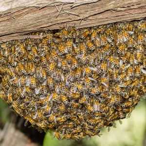 Bee swarm at bottom of meadow