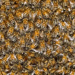 Bee swarm at bottom of meadow