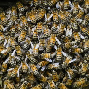Bee swarm at bottom of meadow