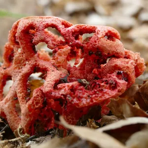 Red-Cage Fungus, Latticed Stinkhorn, Clathrus ruber in the Arroyo Section