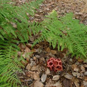 Red-Cage Fungus, Latticed Stinkhorn, Clathrus ruber in the Arroyo Section