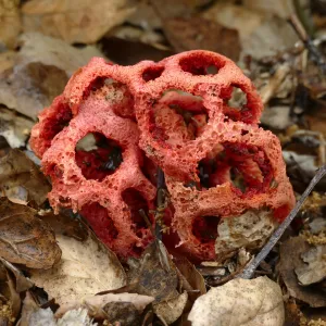 Red-Cage Fungus, Latticed Stinkhorn, Clathrus ruber in the Arroyo Section