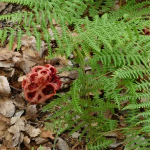 Red-Cage Fungus, Latticed Stinkhorn, Clathrus ruber in the Arroyo Section