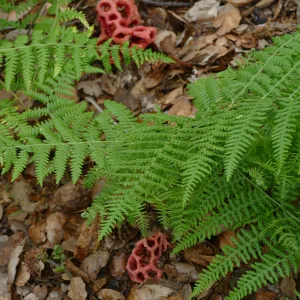 Red-Cage Fungus, Latticed Stinkhorn, Clathrus ruber in the Arroyo Section