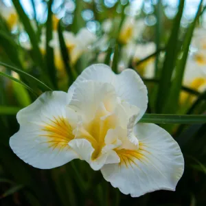 Iris