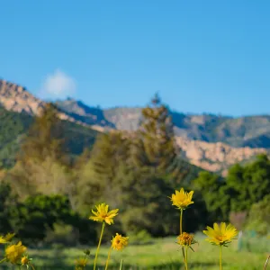 Yellow Flowers with Meadow background