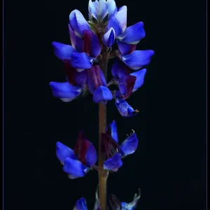 Lupine