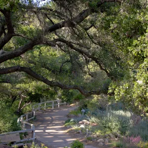 Oak at upper Meadow