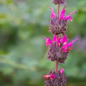 Hummingbird Sage