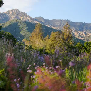 Meadow