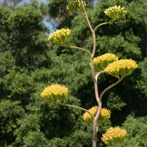 Agave margaritae in the Dudleya Display