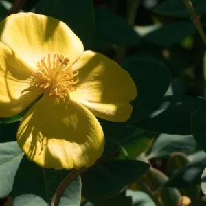 Bush Poppy
