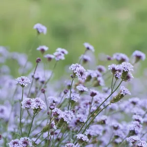 Verbena de la Mina