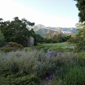 Meadow