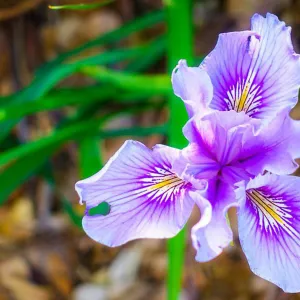 Iris
