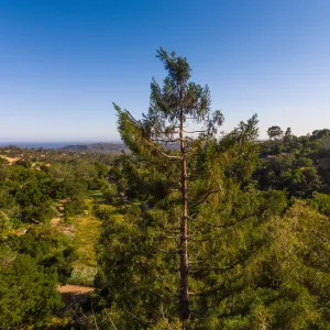 Aerial view across tops of coast redwood trees and Meadow towards Channel Islands