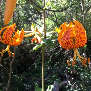 Santa Cruz Island Trip, Humboldt Lily (Lilium humboldtii ssp. ocellatum)