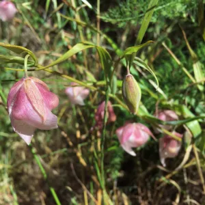 Santa Cruz Island Trip, White Fairy Lantern (Calochortus albus)