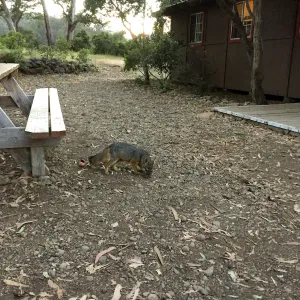 Santa Cruz Island Trip, Channel Island Fox at Field Station