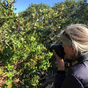 Santa Cruz Island Trip, Nancy Deacon-Davis taking picture of Manzanita (Arctostaphylos)