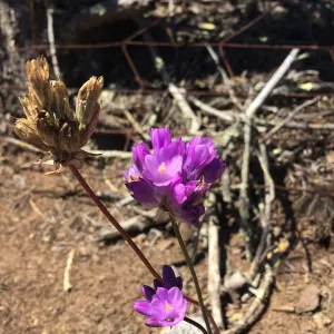 Santa Cruz Island Trip, Blue Dicks (Dichelostemma capitatum)