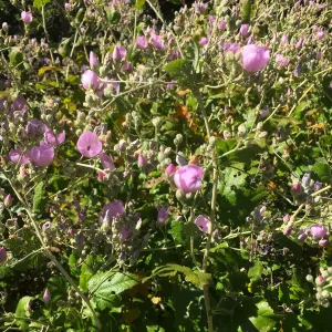 Santa Cruz Island Trip, Santa Cruz Island Bush Mallow (Malacothamnus fasciculatus)