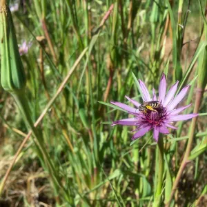 Santa Cruz Island Trip, Bee in nonnative flower