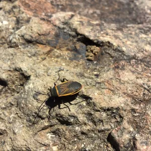 Santa Cruz Island Trip, Largid bug on rock