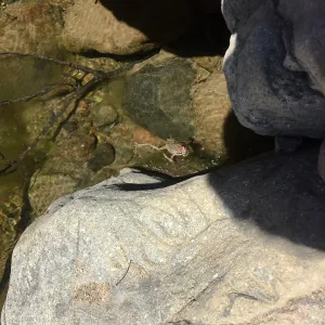 Santa Cruz Island Trip, Frog in pool of water