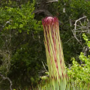 Our Lord's Candle - Hesperoyucca whipplei infloresence