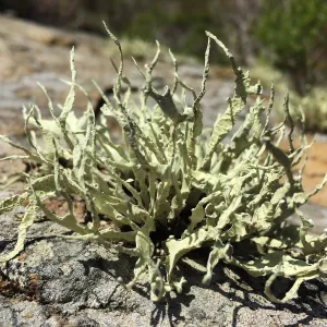Santa Rosa Island Trip, lichen on rock