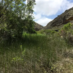 Santa Rosa Island Trip, Lobo Canyon