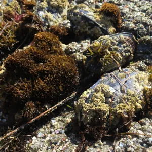 Santa Rosa Island Trip, Rock along beach