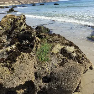 Santa Rosa Island Trip, Rock along beach