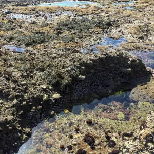 Santa Rosa Island Trip, Tidepools