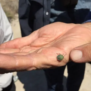 Santa Rosa Island Trip, Stink bug nymph