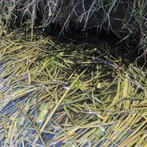 Santa Rosa Island Trip, Frogs in Lobo Canyon slough
