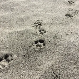 Santa Rosa Island Trip, Bird and fox footprints