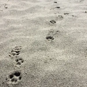 Santa Rosa Island Trip, Bird and fox footprints