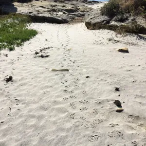 Santa Rosa Island Trip, Bird and fox footprints