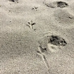 Santa Rosa Island Trip, Bird and fox footprints