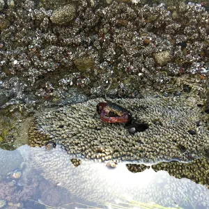 Santa Rosa Island Trip, Crab on rocks