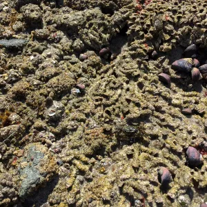 Santa Rosa Island Trip, Crab on rocks