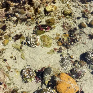 Santa Rosa Island Trip, Crab in tidepool