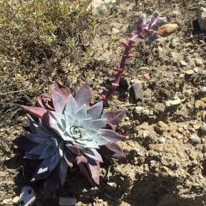 Santa Rosa Island Trip, Greene's Liveforever (Dudleya greenei)