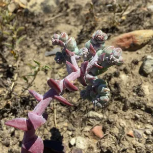 Santa Rosa Island Trip, Greene's Liveforever (Dudleya greenei)