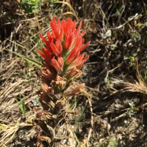 Santa Rosa Island Trip, Indian Paintbrush